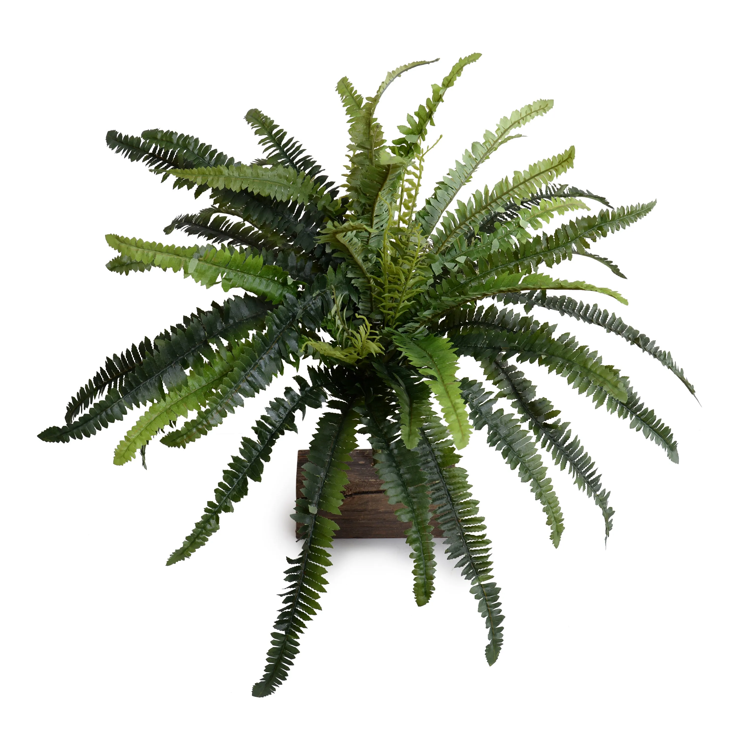 Forest Fern Spray x56 fronds, 22"L - Green