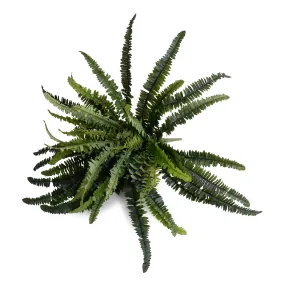 Forest Fern Spray x56 fronds, 22"L - Green